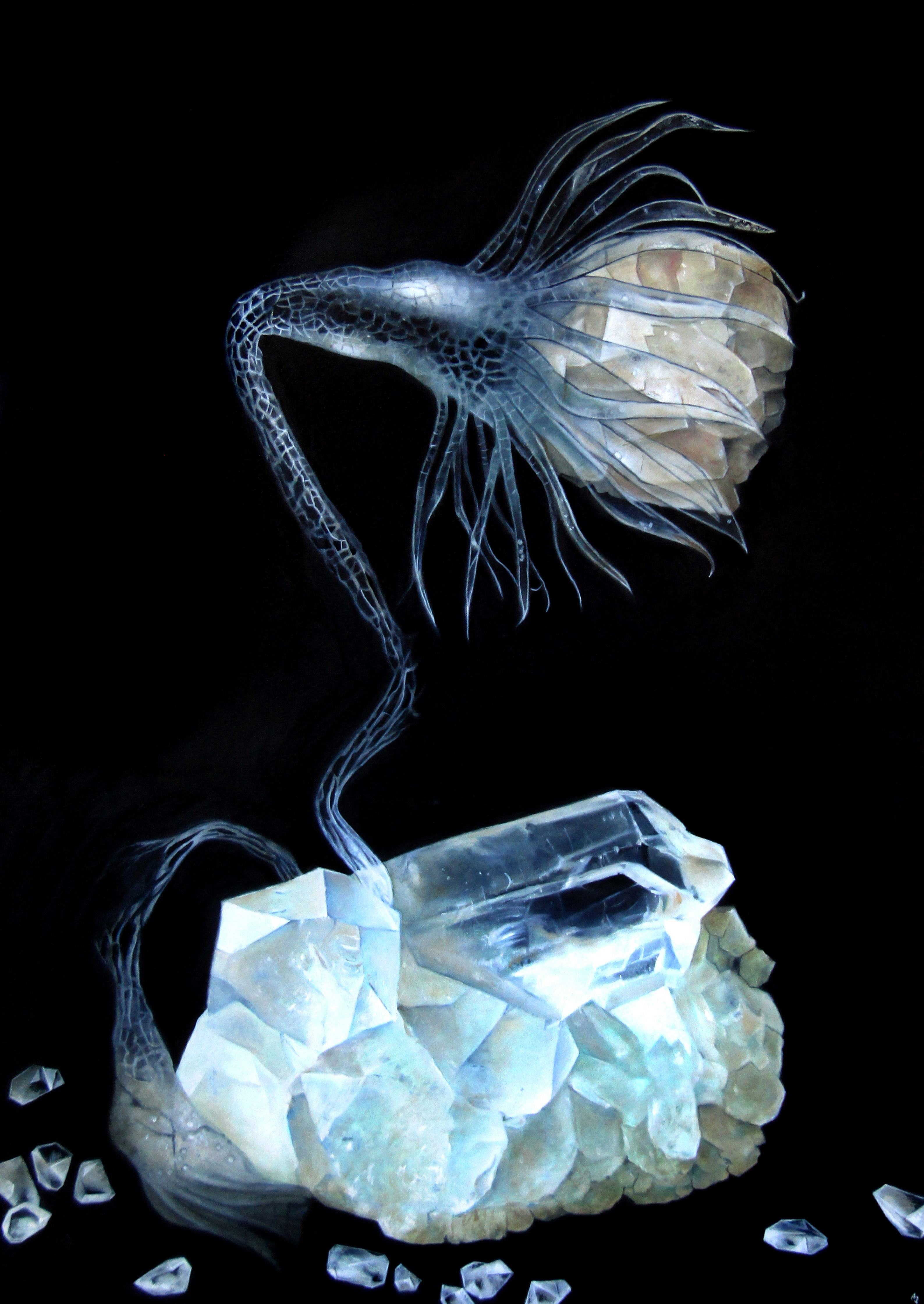 Crystallus magnificus fructus Crystallus magnificus fructus