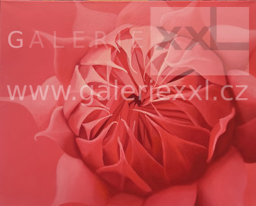 Slunečnice (Lukáš Orlita)